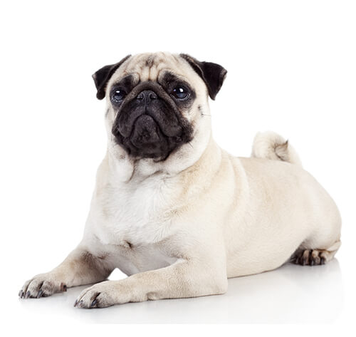 White pug hot sale breeders